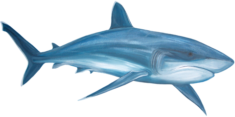Shark on an Ark